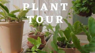 Easy House Plants l 플랜테리어, 초보 식집사도 키우기 쉬운 식물들 