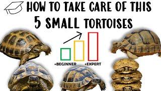 TOP 5 Best Small Tortoises for Pets