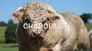 Razze da carne presenta.  I tre colossi Francesi.  Limousin. Charolaise Blonde d’aquitaine