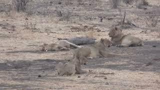 30092024 Hwange NP Little Tom  eight lions DONE