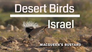 Desert Birds of Israel 4K
