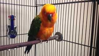 James Askew presents "Sun conure with egg binding"