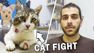 YARA BERE İÇİNDE KALMIŞ! ( Kedi Kavgası Sonrası Yaralanan Kedi )