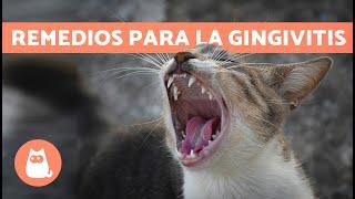 4 REMEDIOS CASEROS para la GINGIVITIS en GATOS  | Tratamiento Para la Gingivitis en Gatos