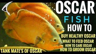 How & What to feed Oscar Fish | How to care Oscar fish | Oscar Fish Tank mates | grooming & buying