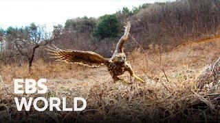 (ENG SUB) This is a battle of Life VS LifeㅣGoshawk tries to kill a rabbit