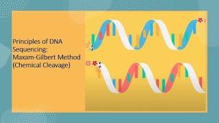 DNA sequencing - Maxam Gilbert Method