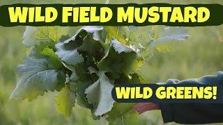 Wild Field Mustard: How to Pick and Process