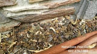 Ants Run From Termite Treatment! - NaturZone Pest Control - Scottsdale Termites