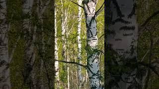 #белочка #сибирь #дача