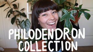 MY PHILODENDRON COLLECTION!