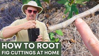 Propagating Fig Trees from Cuttings | SIMPLE AND EASY METHOD