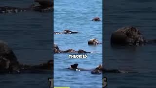 Sea Otter