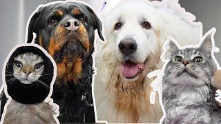 Compilation of the absolute BEST pets in the world 