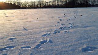Fallenjagd bei Eis und Schnee - was ist zu tun?   Fangjagd im Winter