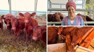 Why Texan Red Heifers Were Brought To Israel — And Why It Makes Hamas So Mad