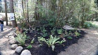 How to Build a Rain Garden