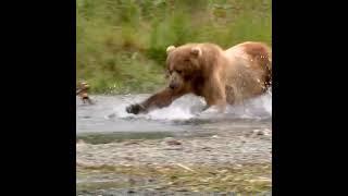 Kodiak Bear Catching A Fish