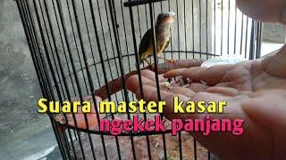 Kolibri Pijantung ini Sangat cocok untuk masteran @masterkicau-x5d