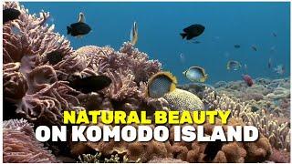 Wisata Pulau Komodo || Komodo Island || Pulau Komodo Indonesia