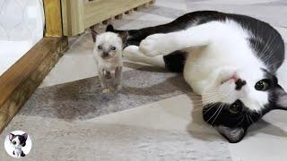 Mu, a former stray cat, conveys the chain of love from the older cat to a rescued kitten