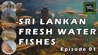 Sri Lankan Fresh Water Fishes | Episode 01 | ශ්‍රී ලංකාවේ මිරිදිය මත්ස්‍යයින් #documentary #ecology