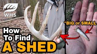 How to Find A Shed Antler