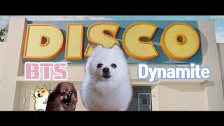 BTS (방탄소년단) ' Dynamite ' dog cover (다이너마이트 강아지 리믹스)　YEONTAN’S BAND