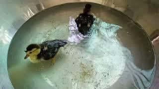 Ducklings | Baby ducks first bath first time swimming cute little