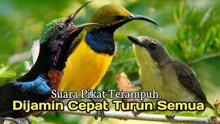 Suara Pikat Khusus, Burung Sogon. Kolibri. Remetuk Laut. AMPUH