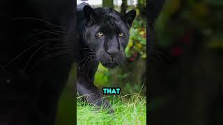 Masters of Stealth: The Elusive Life of Jaguars in the Wild #shorts