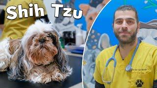 This Dog is An Angel! (Adorable Mother Shih Tzu Dog!)