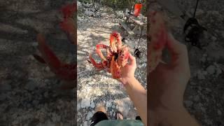 Cooking Crabs On An Open Fire