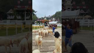 Review dairyland farm theme park puncak bogor 2025 • terbaru • wahananya makin lengkap