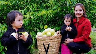 Harvest guavas and sell them at the market - Live With Nature - Gardening - Hanna Daily Life