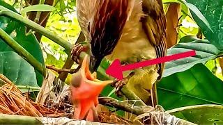 Review! The Mother Is Very Patient When She Feed Food  To Her Nestling