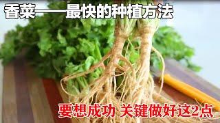 【香菜】种植香菜的新方法，10天就可以采收，不可思议！下次一定要试试|The fastest way to grow coriander