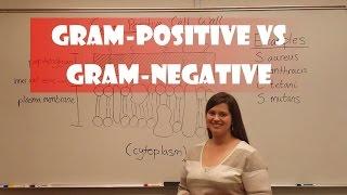 Gram Positive and Gram Negative Bacteria