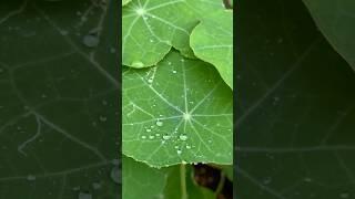 Mindfulness moment watering the garden  #asmr #garden #gardening #plants #relaxing #gardentherapy