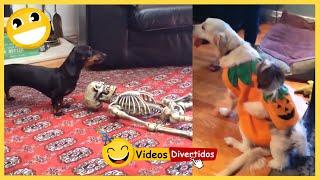 Videos Divertidos 2021  Perro gracioso asustado en Halloween  Funny Dogs 