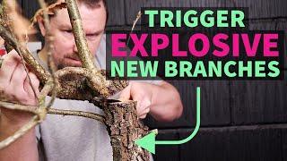 Explosive Back-Buds for More Bonsai Branches