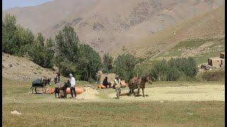 Threshing Wheat || Village Style Of Afghanistan || Outdoor Cooking.