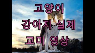 실제 강아지랑 고양이랑 교미를 한다고??? 충격 이종교배 영상(実際に犬と猫とセックスをするって？)(a dog sex with a cat?)