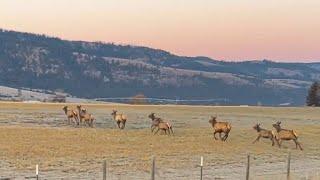 Elk Hunting Eastern Oregon 2023 (Visiting My Late Father in the Woods)