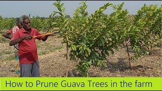 How to Prune a Guava tree / How to get more yield from guava / Guava Farming / Guava Cultivation