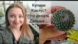 Вы купили Кактус Что делать дальше??