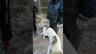 Любвиобильный Граф#short