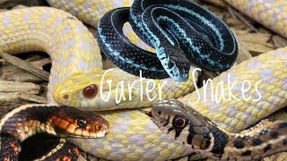 Species Spotlight- Garter Snakes