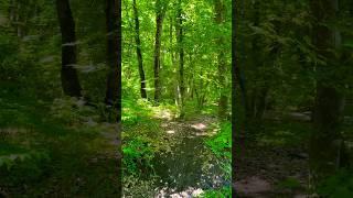 Forest asmr live sound of birds singing nature #shorts