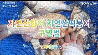 자연산참붕어와자연산떡붕어구별법/크기.눈.형태로구별합니다/자연산만취급